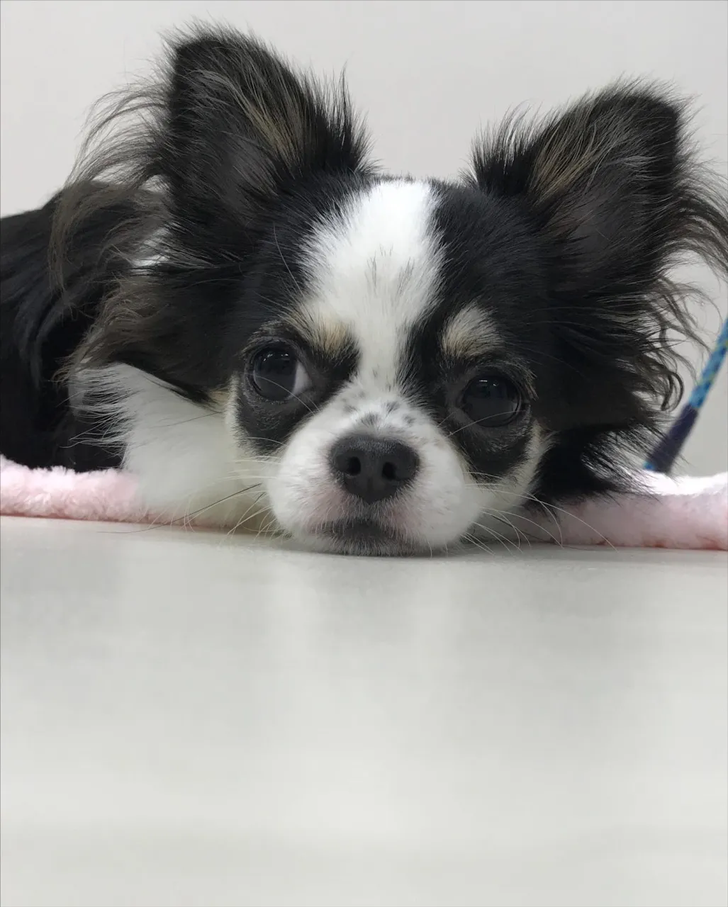 【ペットホテル 犬ちゃん】