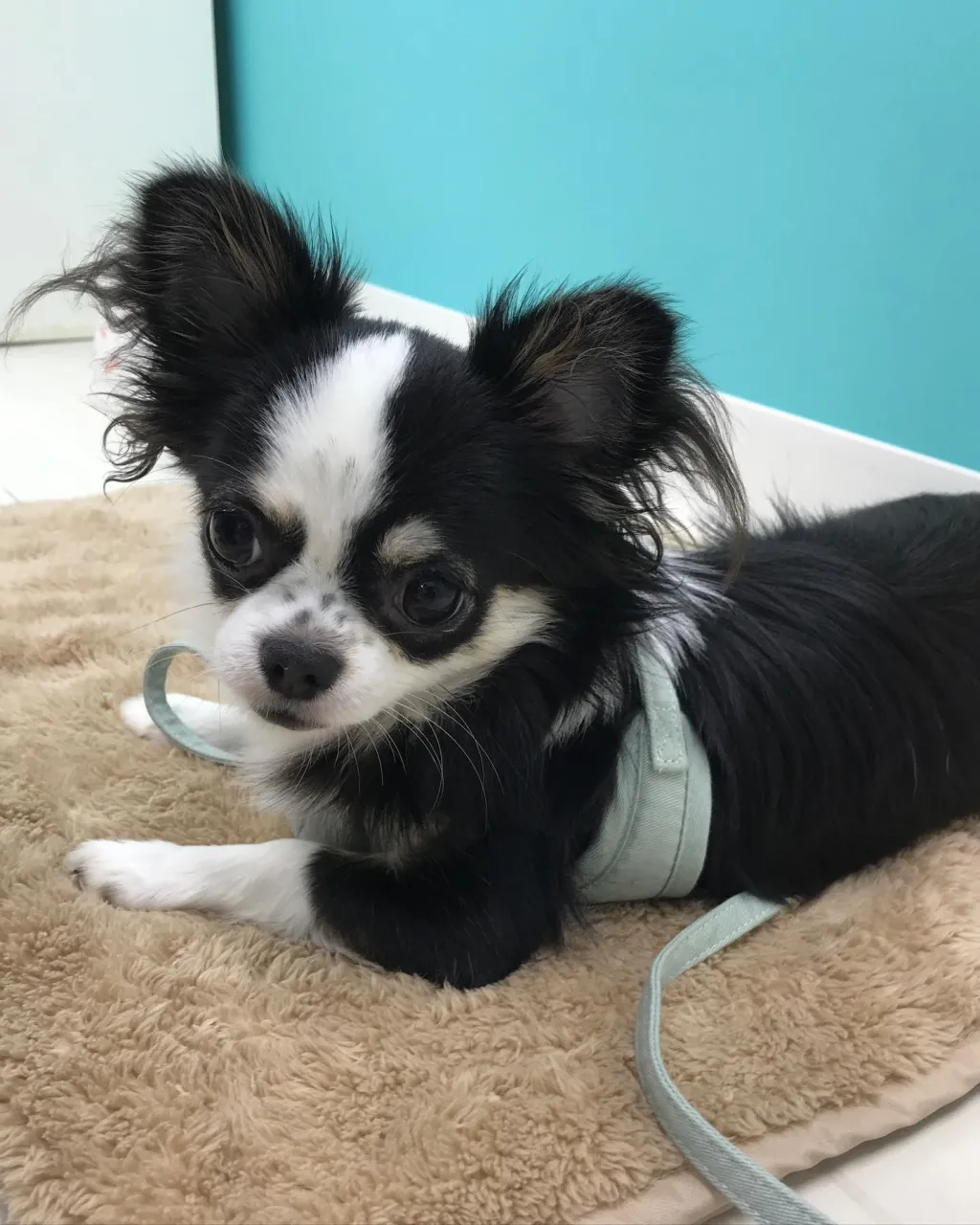 【ペットホテル 犬ちゃん】