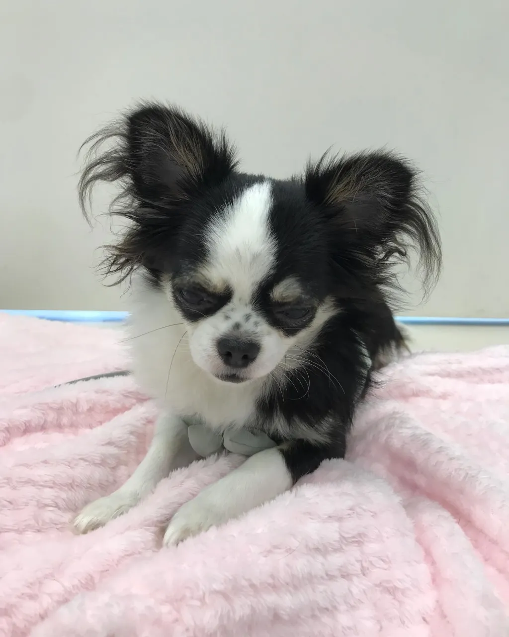 【ペットホテル 犬ちゃん】