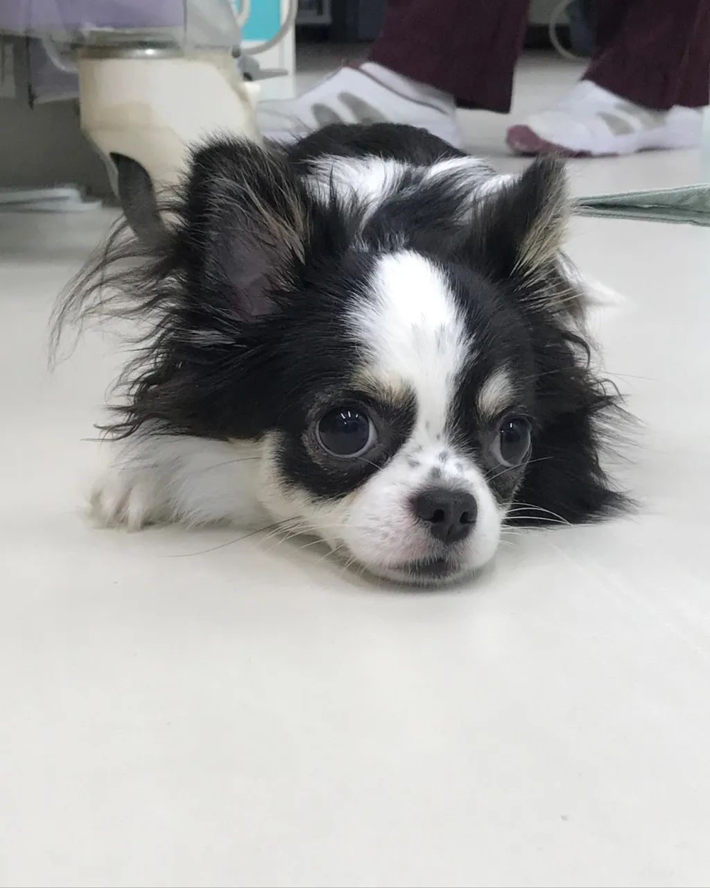 【ペットホテル 犬ちゃん】