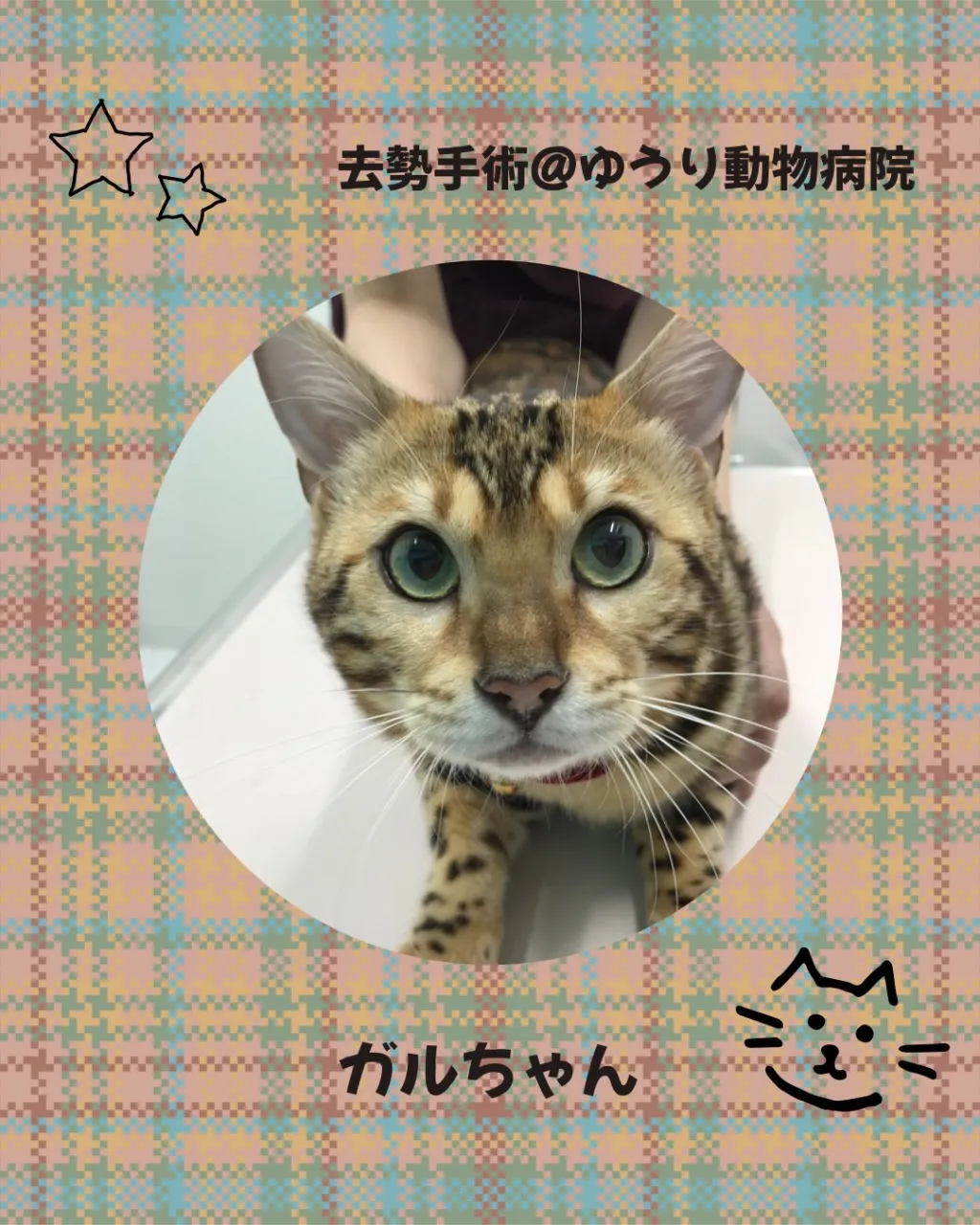 【去勢手術 猫ちゃん】