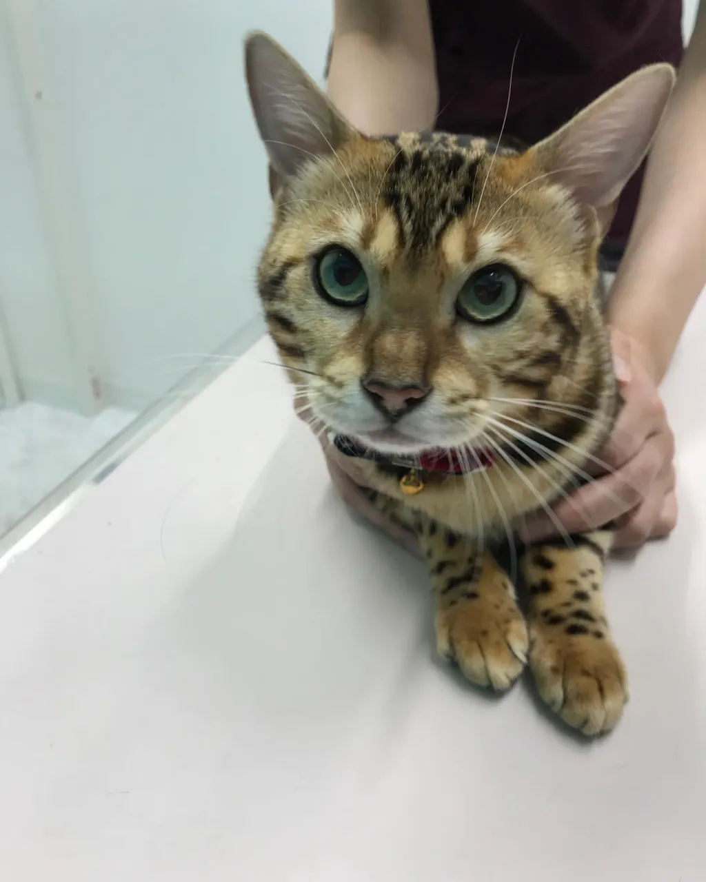 【去勢手術 猫ちゃん】