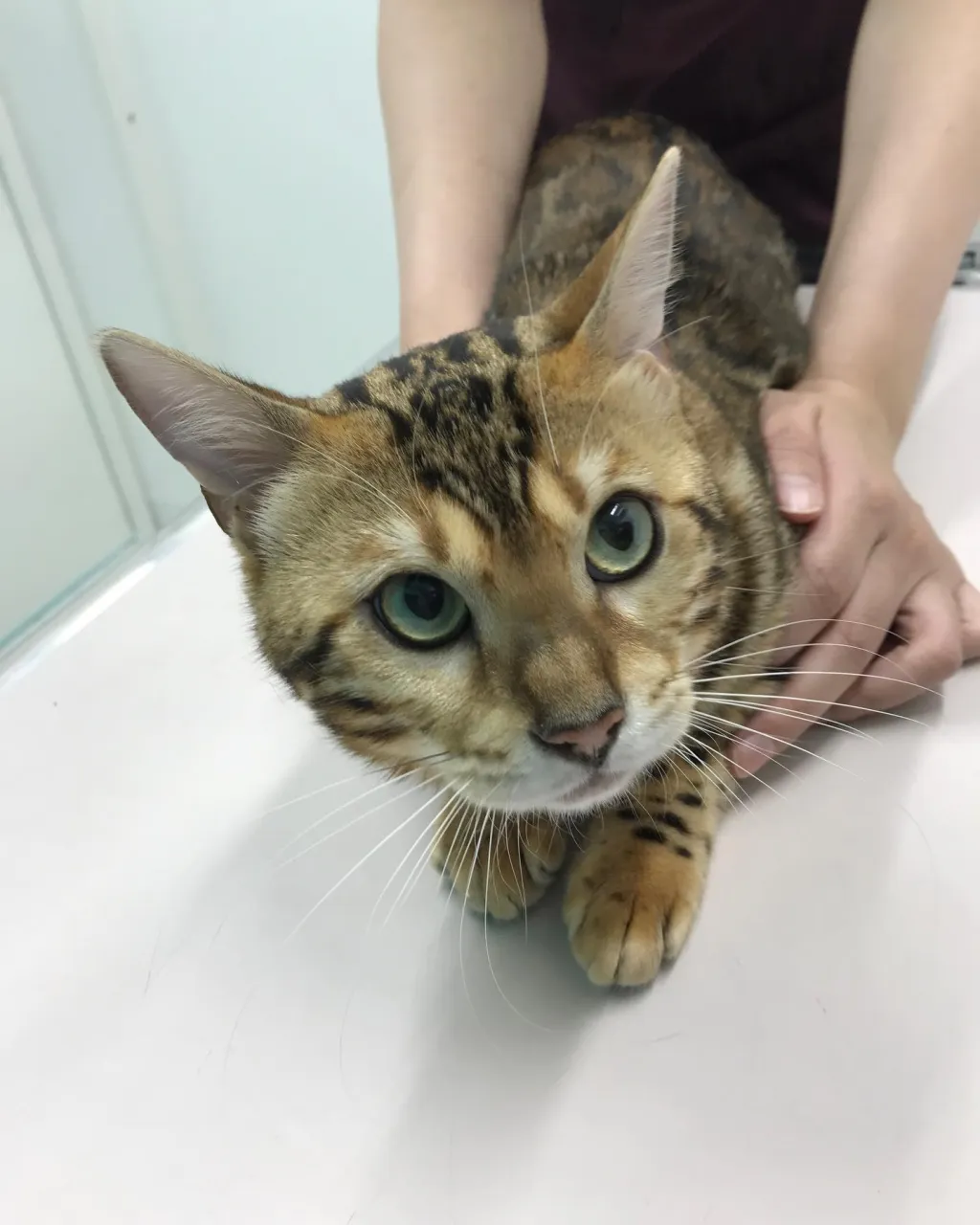 【去勢手術 猫ちゃん】