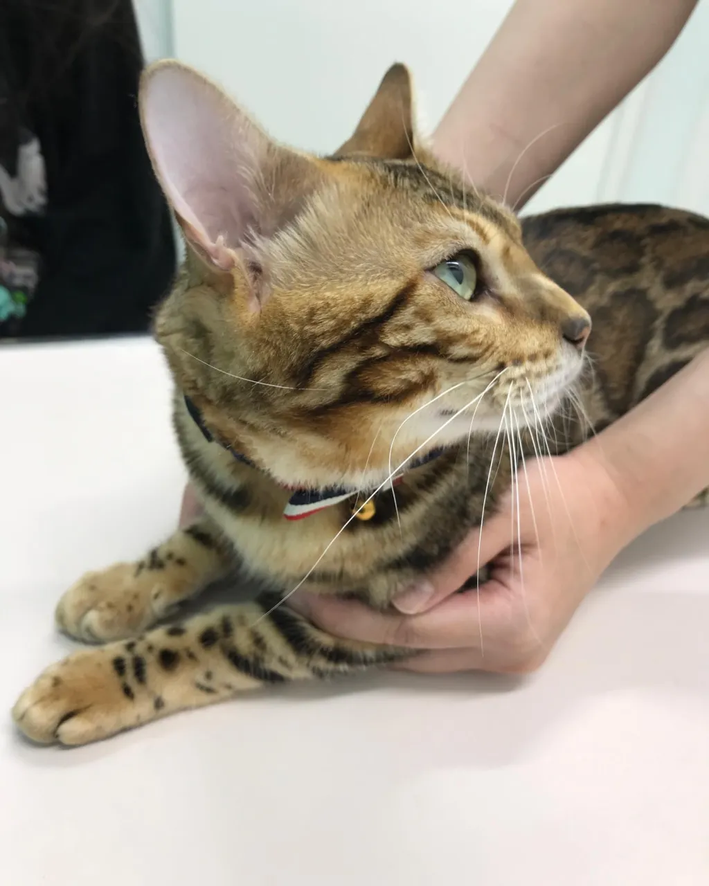 【去勢手術 猫ちゃん】