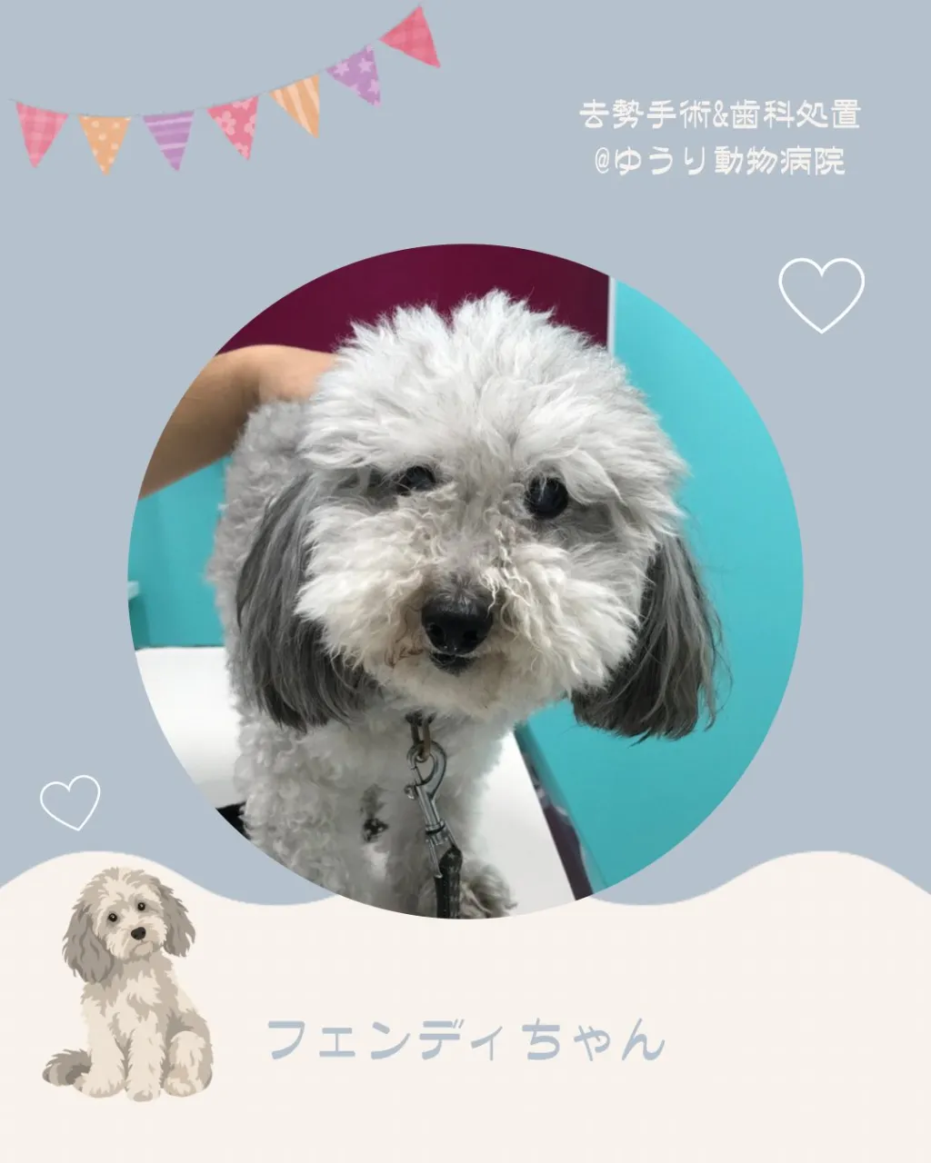 【歯科処置&去勢手術 犬ちゃん】