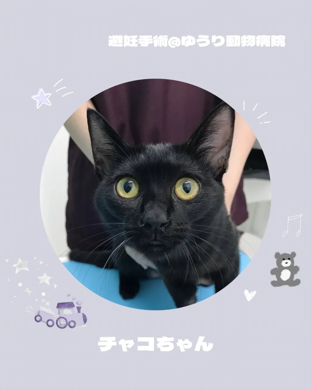 【避妊手術 猫ちゃん】