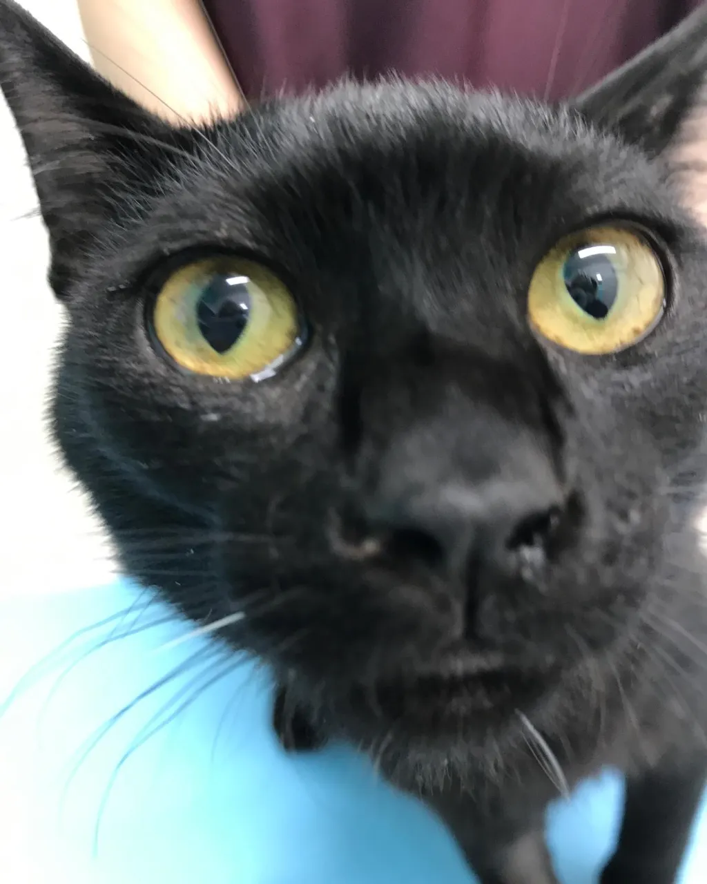 【避妊手術 猫ちゃん】