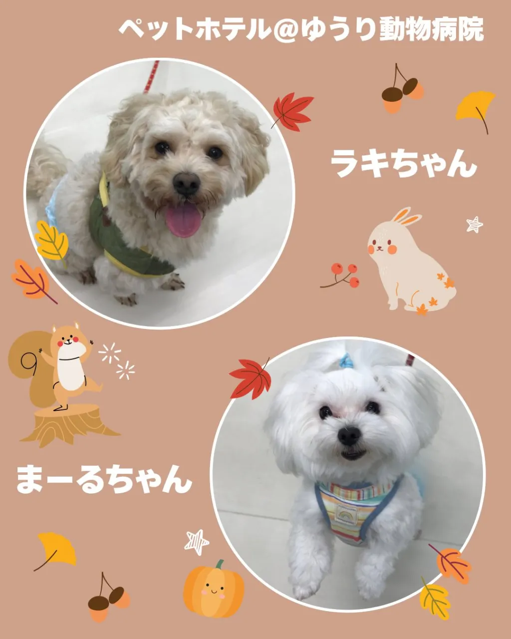 【ペットホテル　犬ちゃん】
