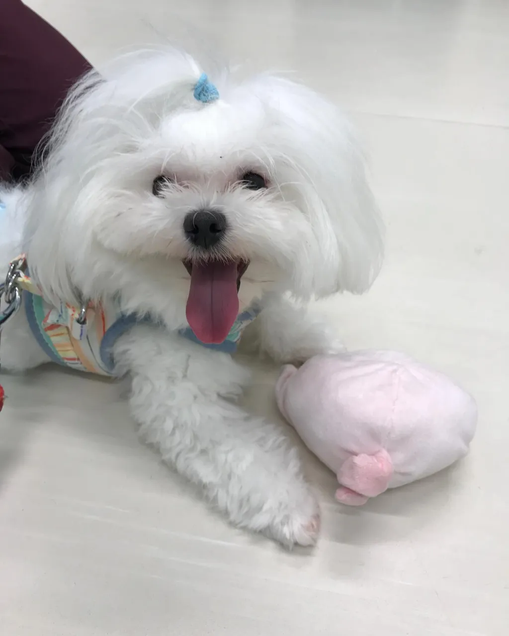 【ペットホテル　犬ちゃん】