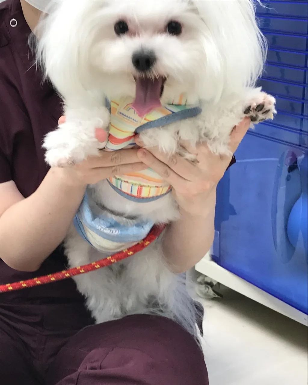 【ペットホテル　犬ちゃん】
