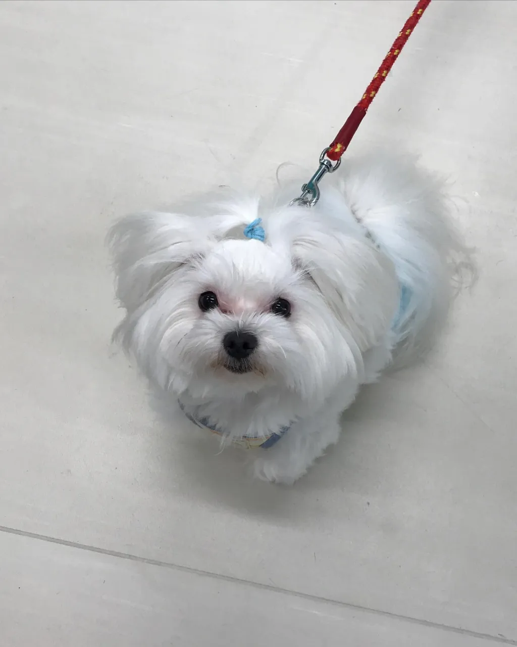 【ペットホテル　犬ちゃん】