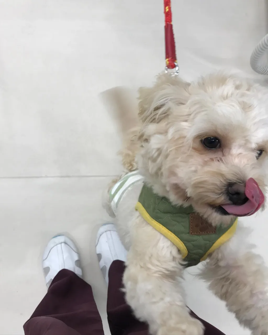 【ペットホテル　犬ちゃん】