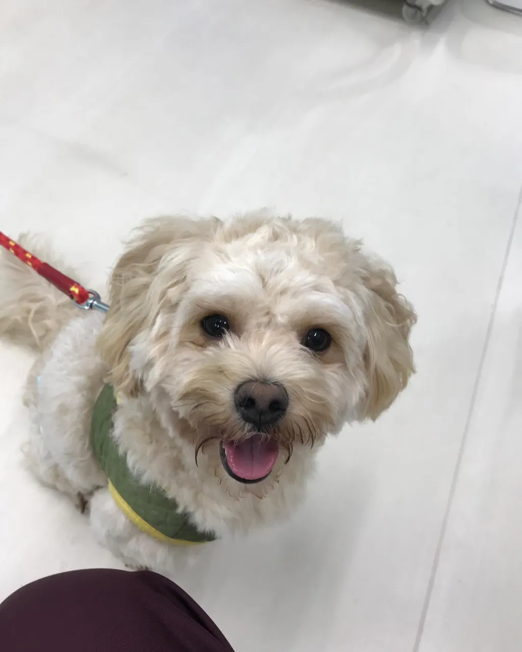 【ペットホテル　犬ちゃん】
