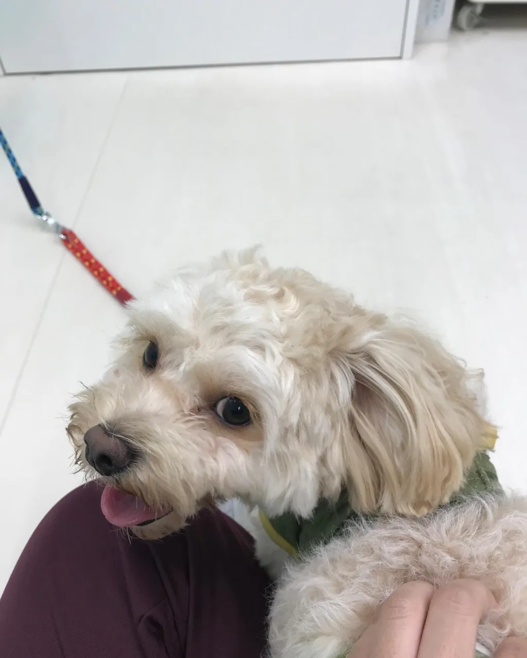 【ペットホテル　犬ちゃん】