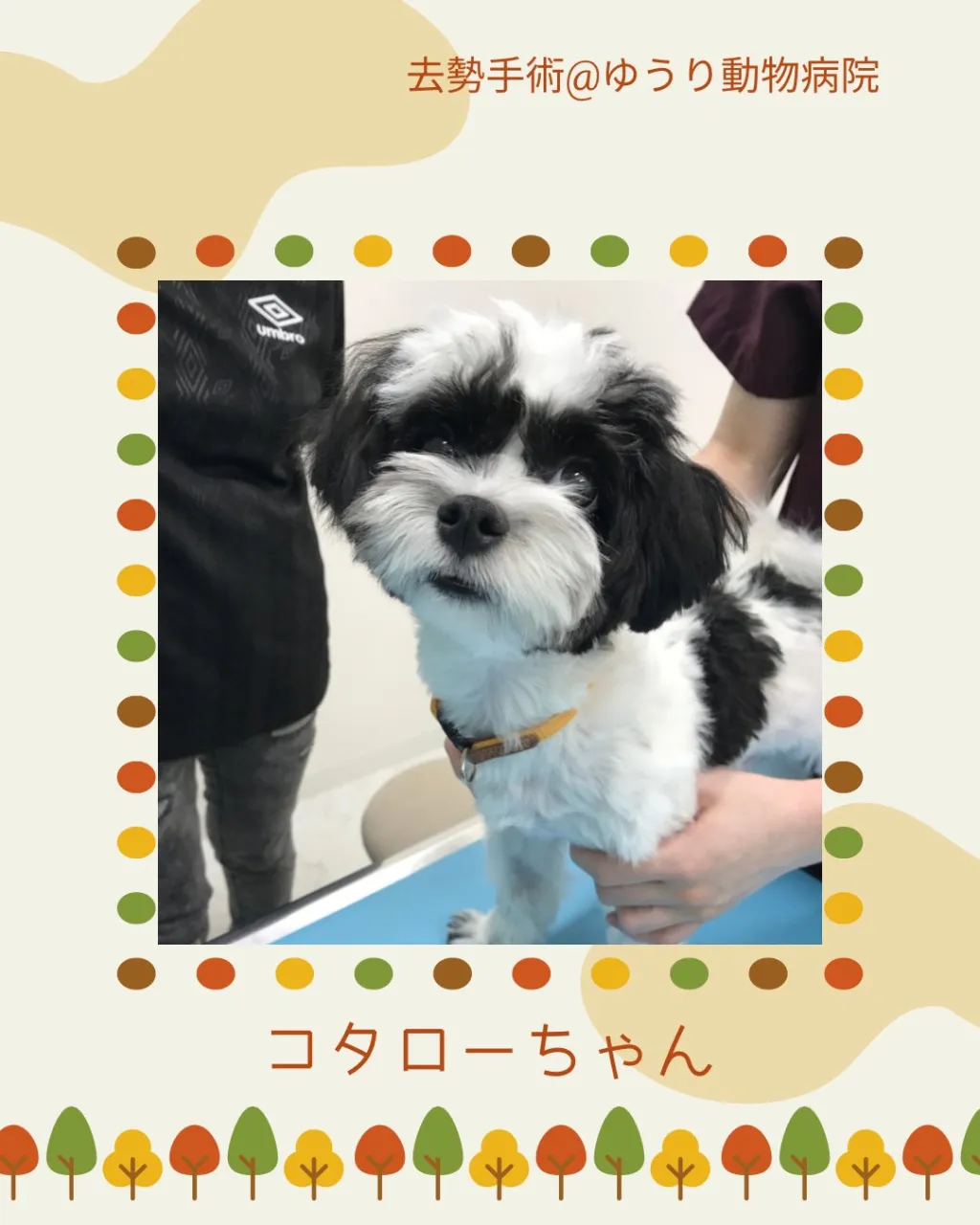 【去勢手術 犬ちゃん】
