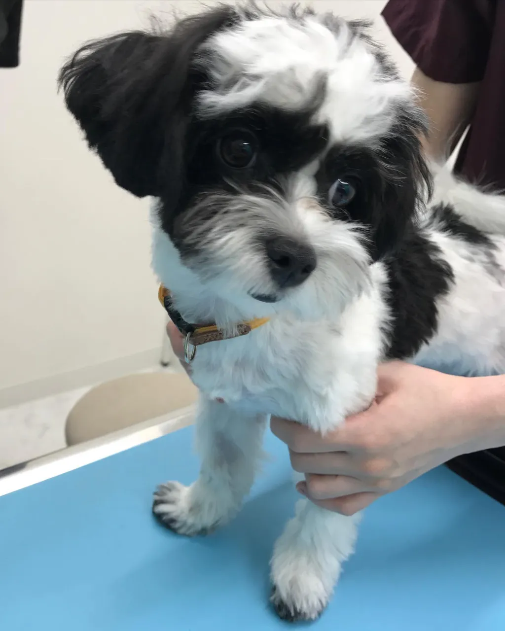 【去勢手術 犬ちゃん】