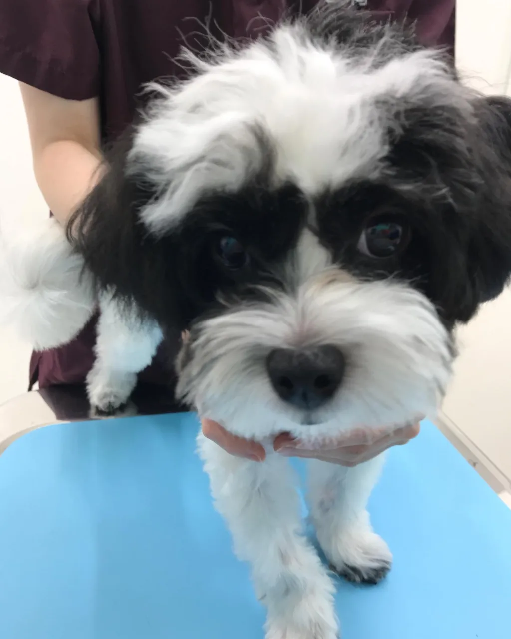 【去勢手術 犬ちゃん】