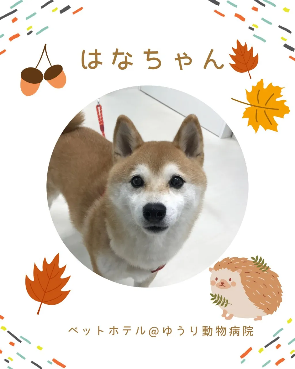 【ペットホテル 犬ちゃん】
