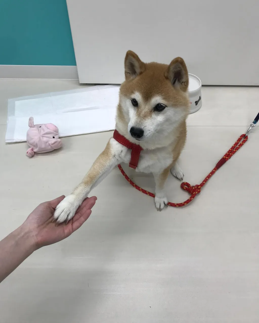 【ペットホテル 犬ちゃん】