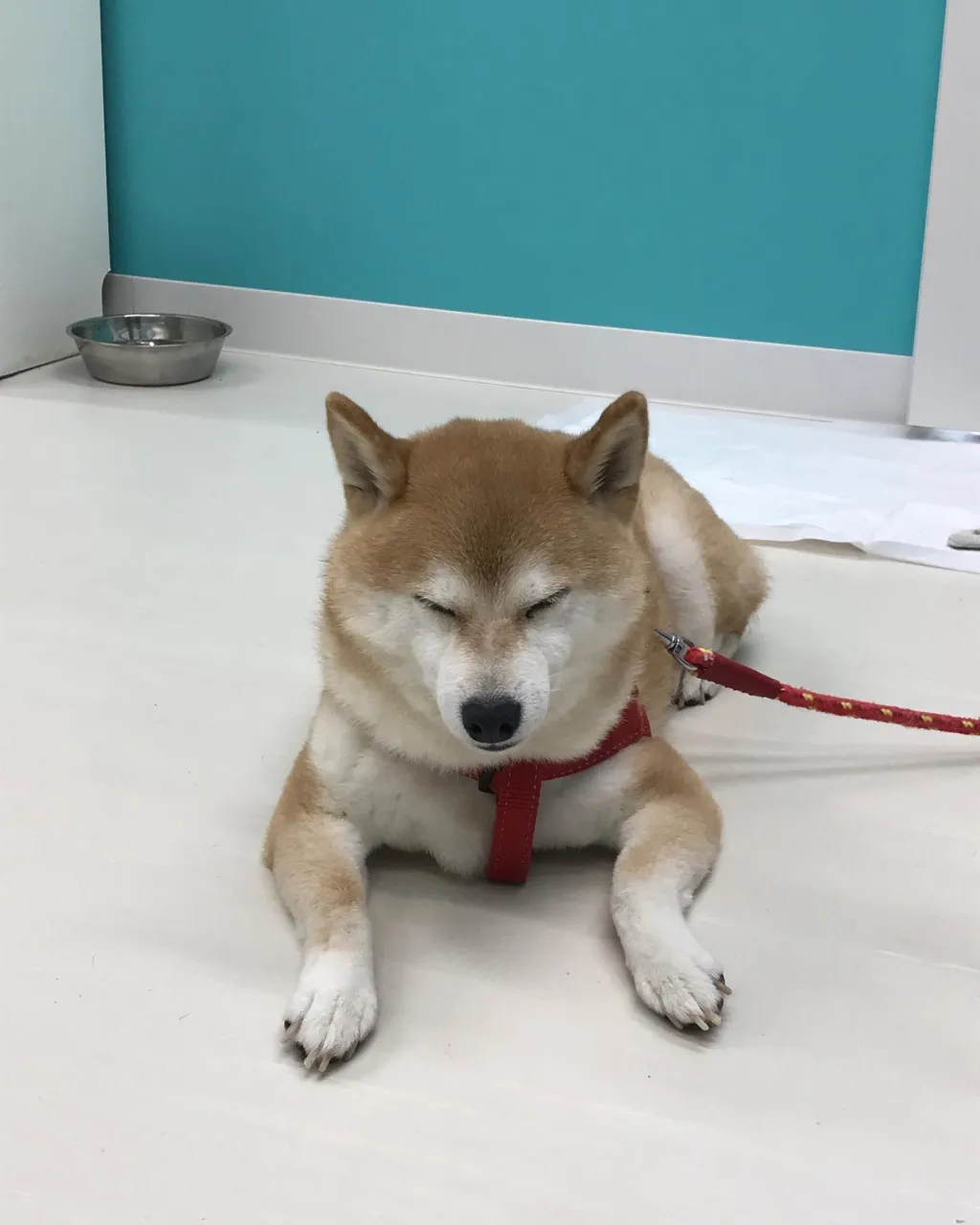 【ペットホテル 犬ちゃん】