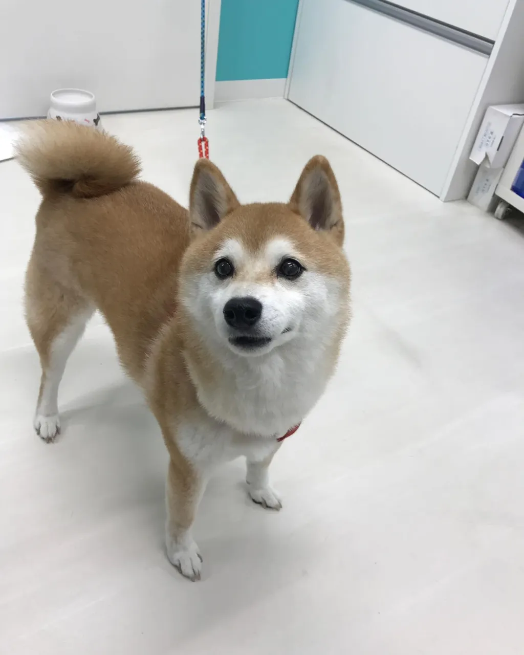【ペットホテル 犬ちゃん】