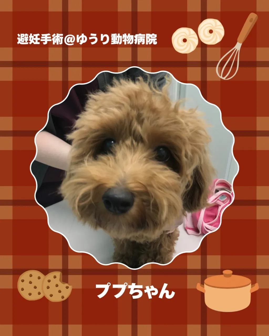 【避妊手術 犬ちゃん】