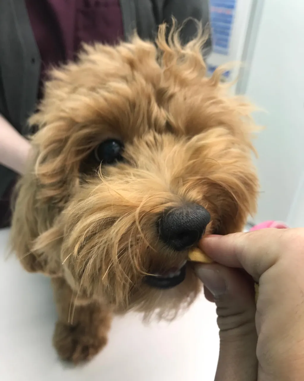 【避妊手術 犬ちゃん】