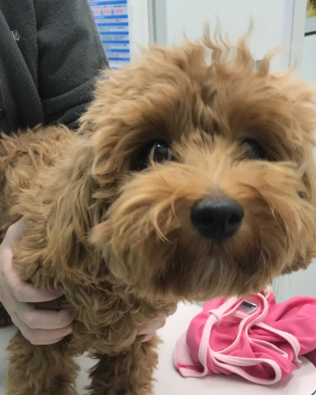 【避妊手術 犬ちゃん】