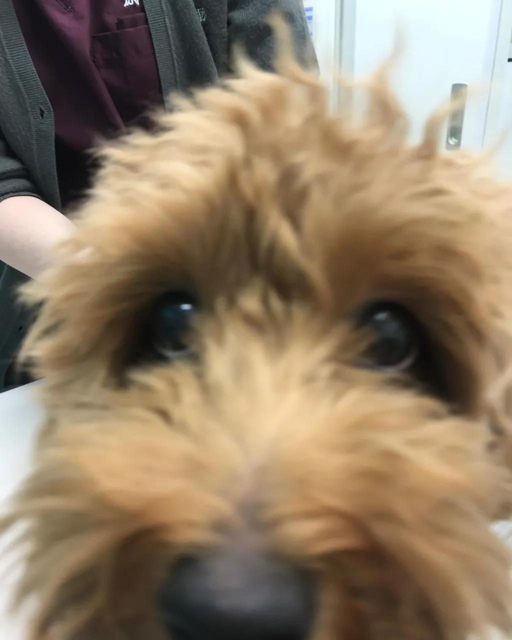 【避妊手術 犬ちゃん】