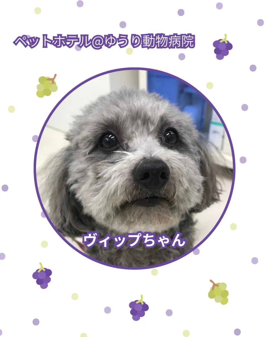 【ペットホテル 犬ちゃん】