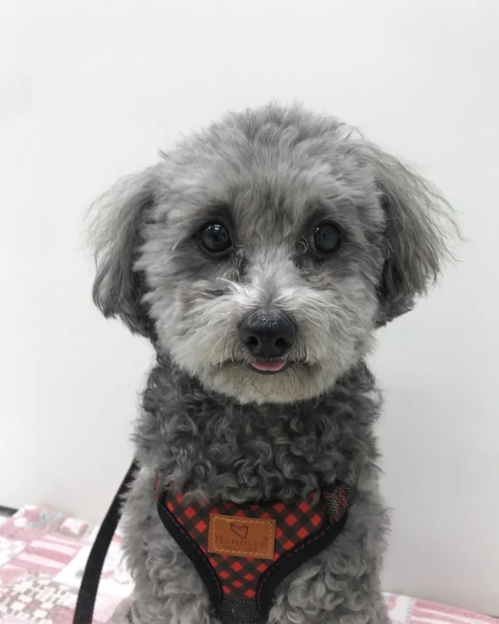 【ペットホテル 犬ちゃん】