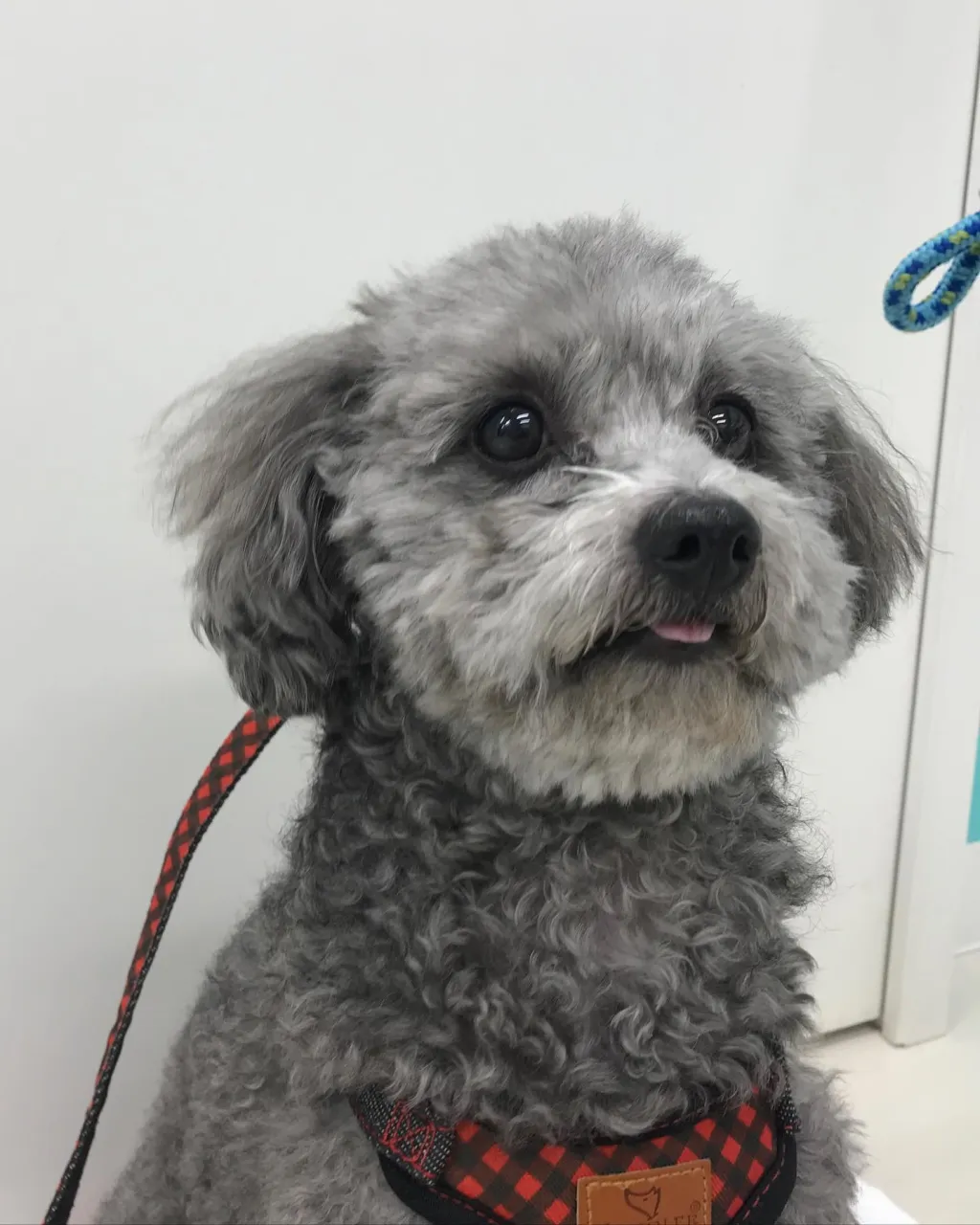 【ペットホテル 犬ちゃん】