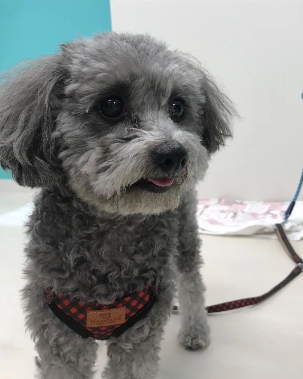 【ペットホテル 犬ちゃん】