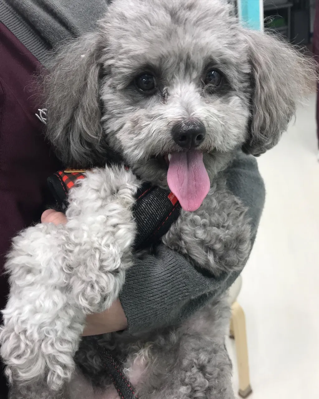 【ペットホテル 犬ちゃん】