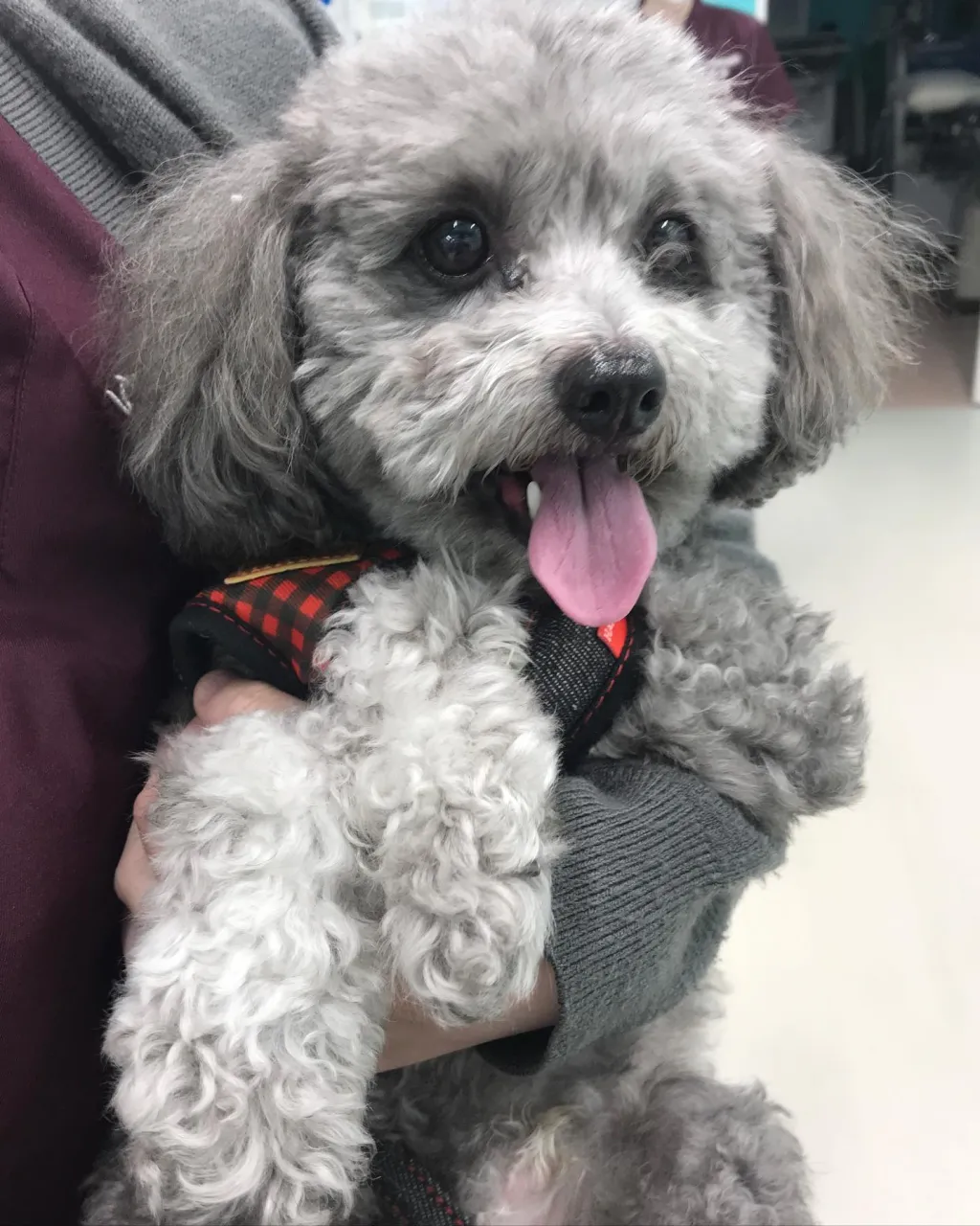 【ペットホテル 犬ちゃん】