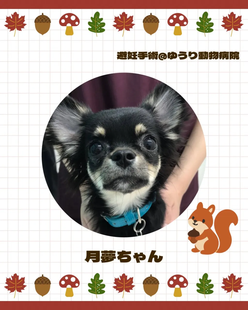 【避妊手術　犬ちゃん】
