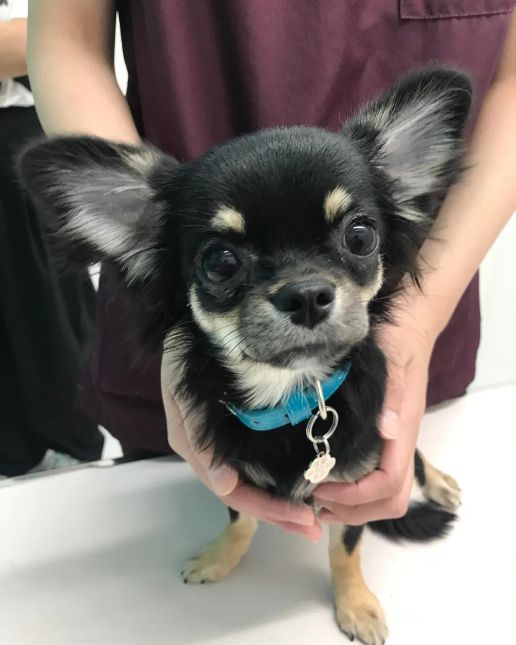 【避妊手術　犬ちゃん】