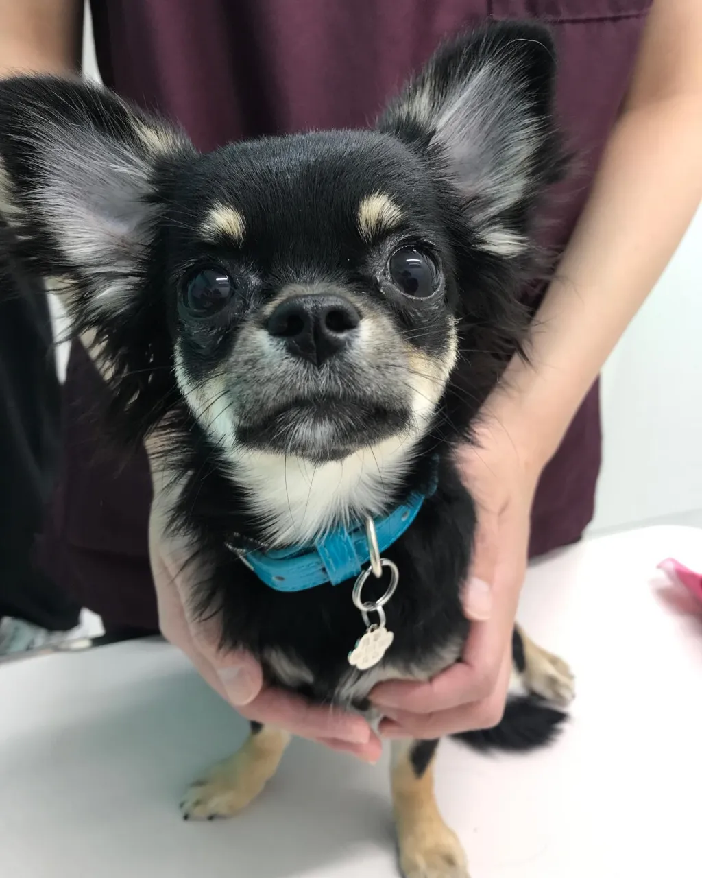 【避妊手術　犬ちゃん】