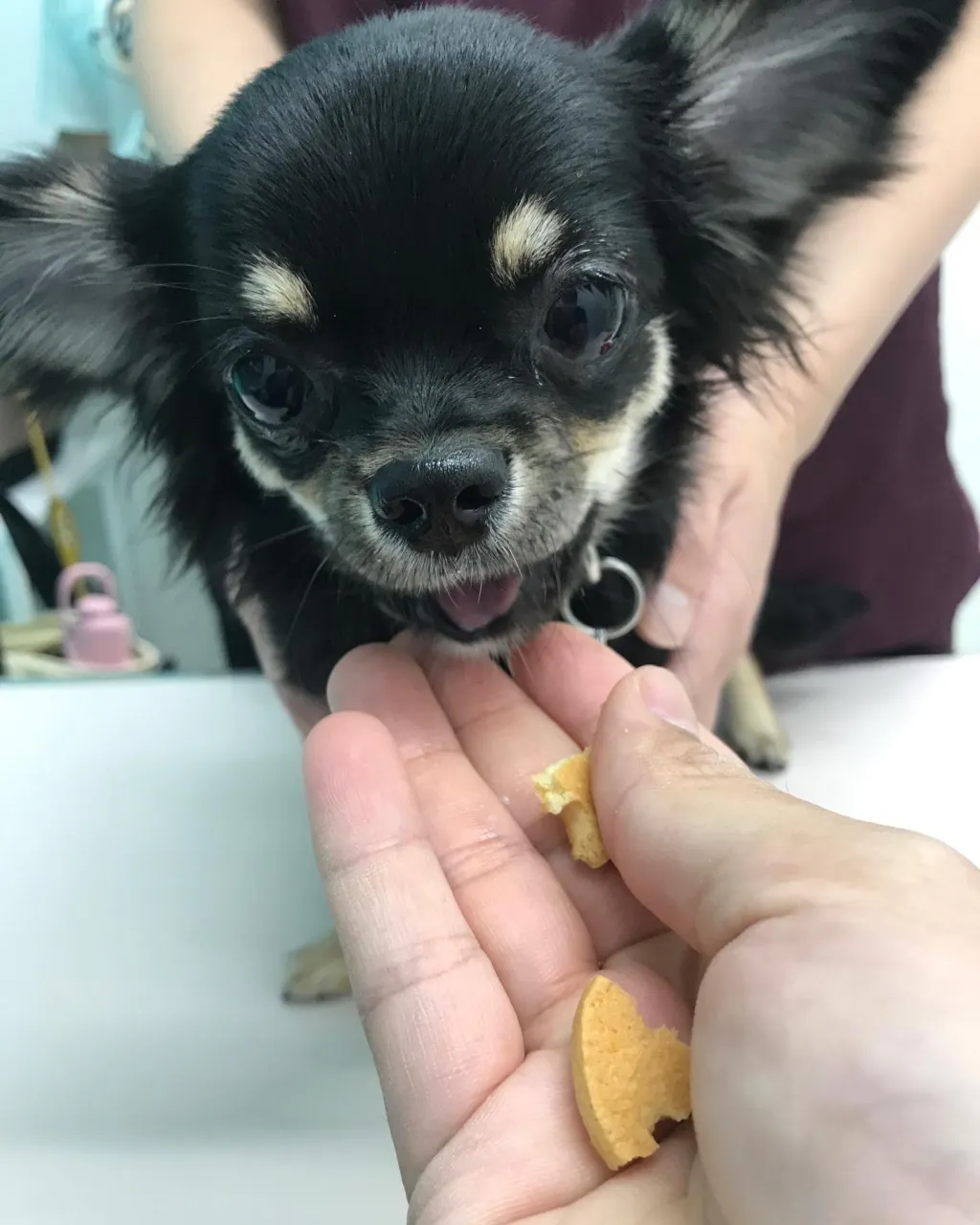 【避妊手術　犬ちゃん】