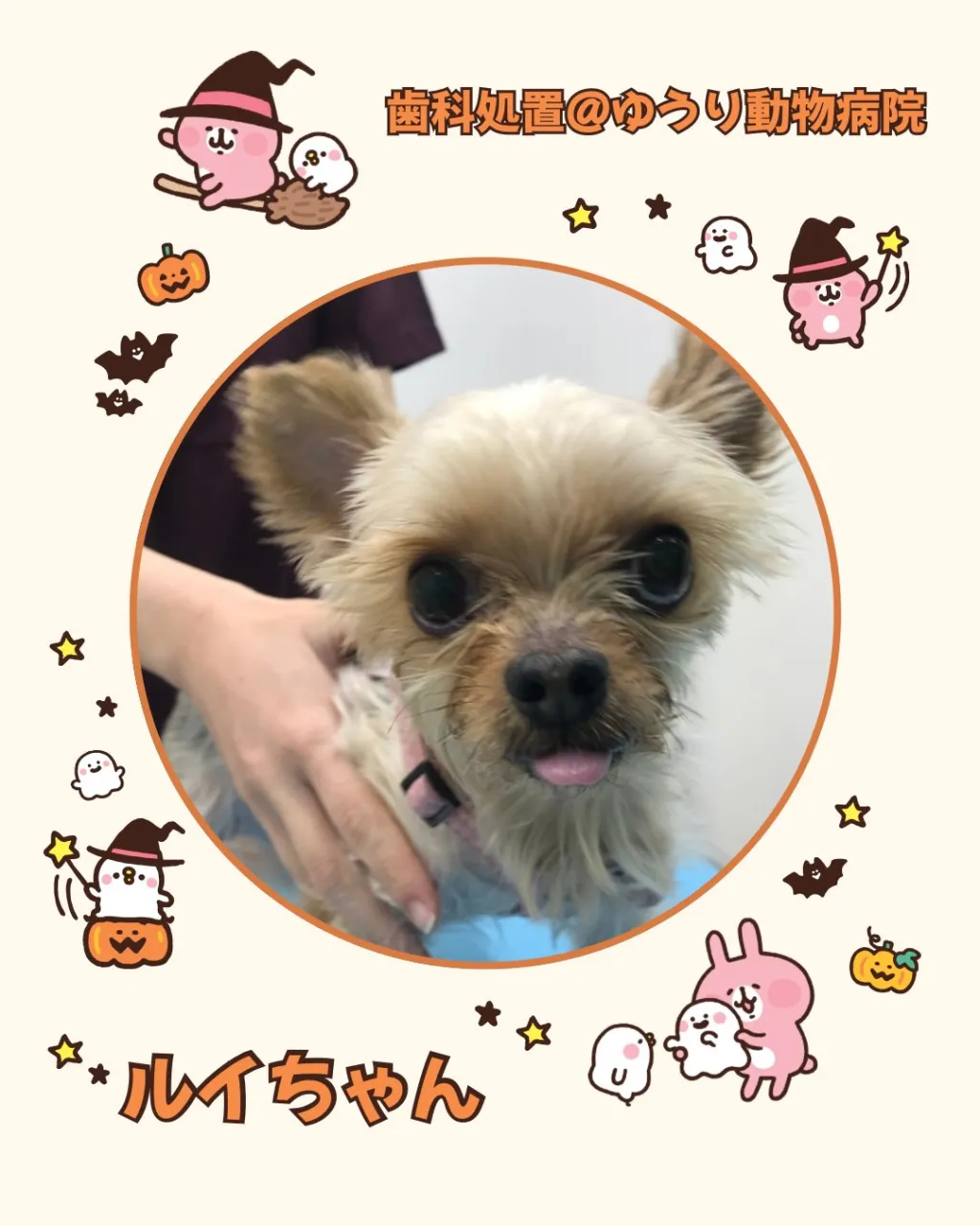 【歯科処置 犬ちゃん】
