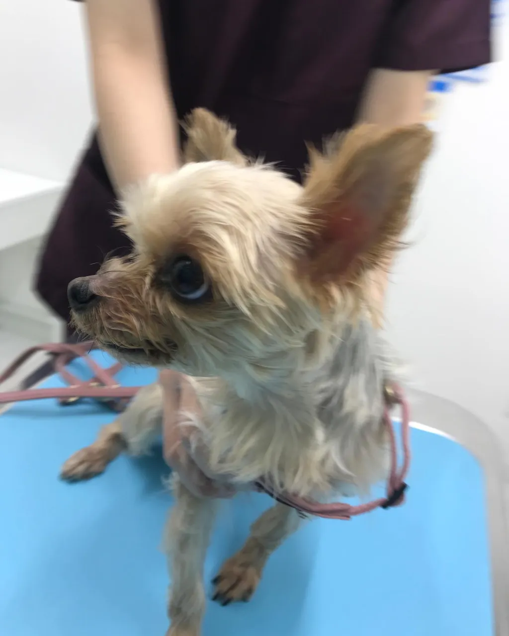 【歯科処置 犬ちゃん】