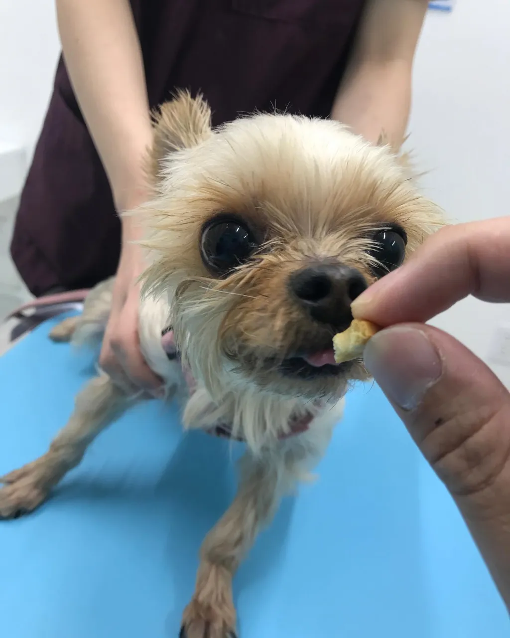 【歯科処置 犬ちゃん】