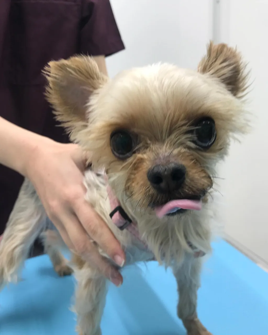 【歯科処置 犬ちゃん】