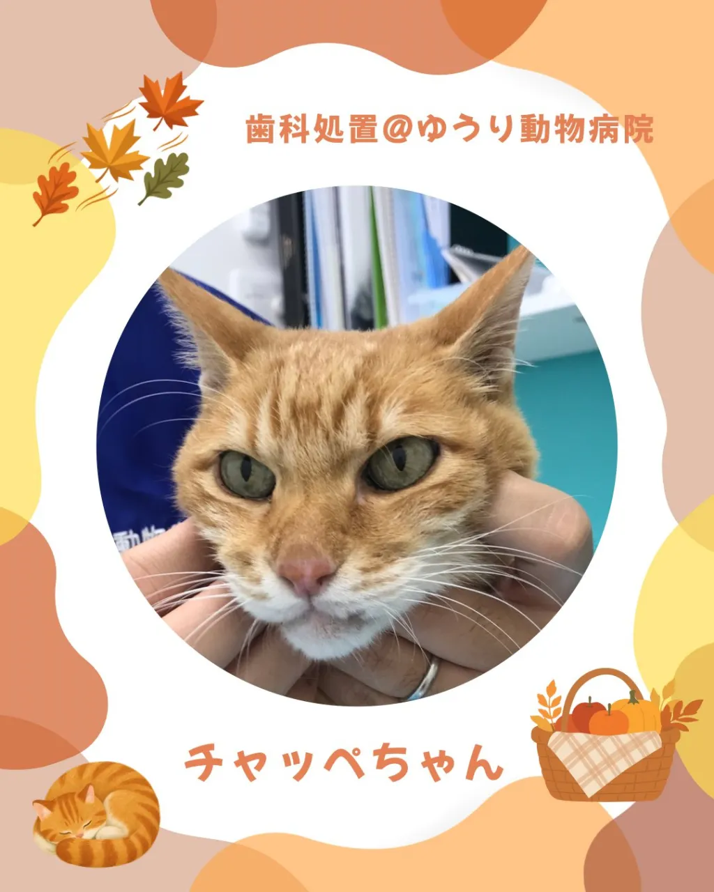 【歯科処置 猫ちゃん】