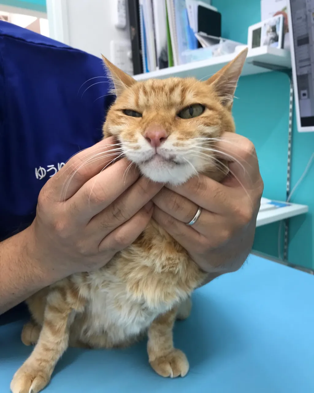 【歯科処置 猫ちゃん】