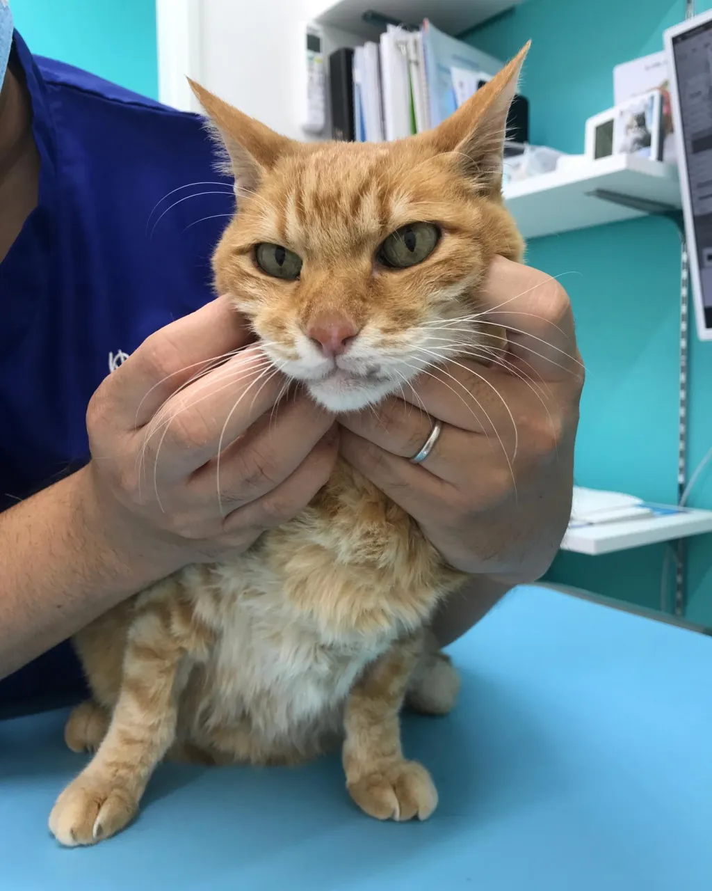 【歯科処置 猫ちゃん】