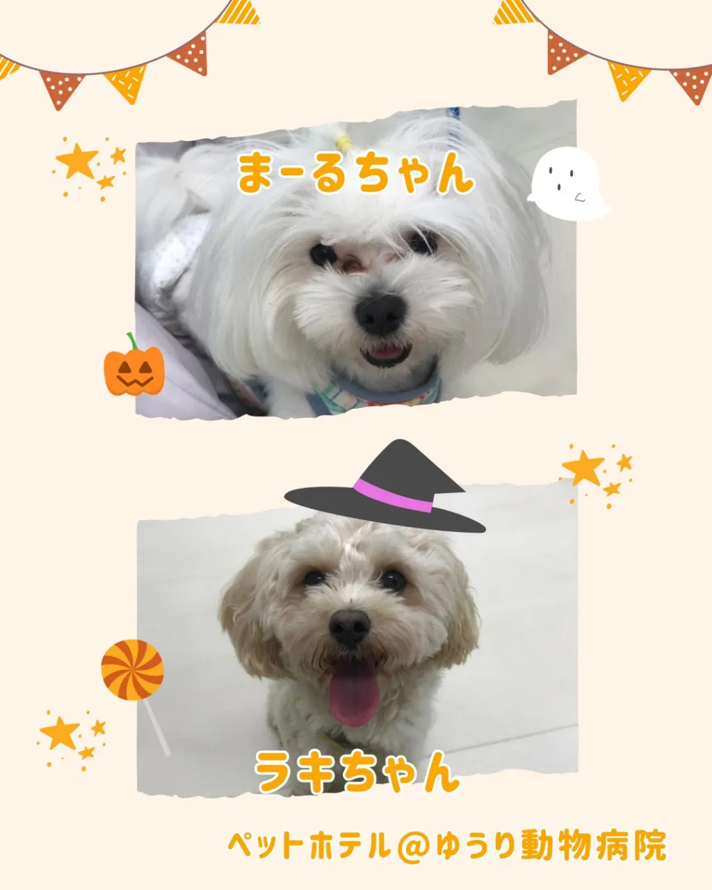 【ペットホテル　犬ちゃん】