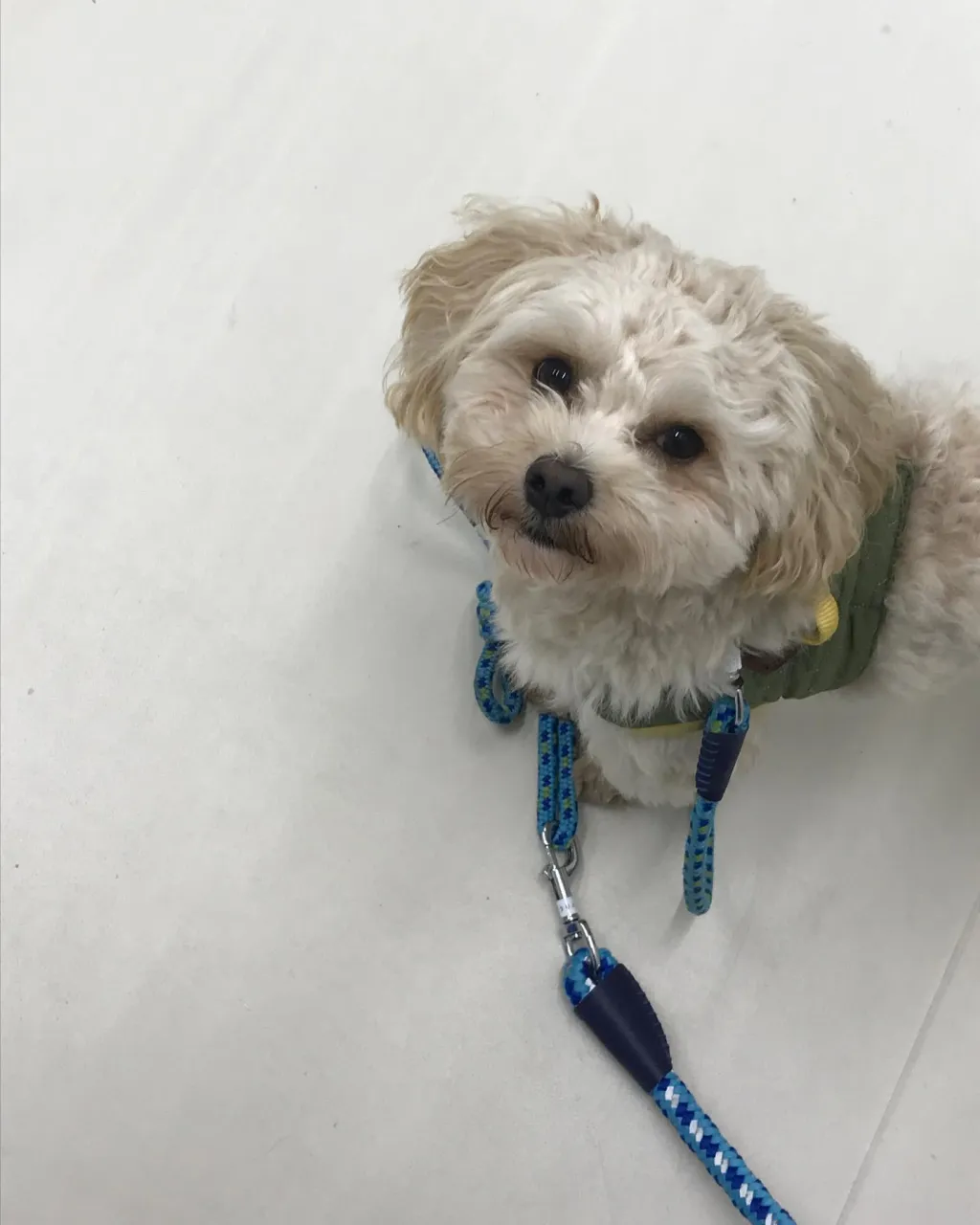 【ペットホテル　犬ちゃん】
