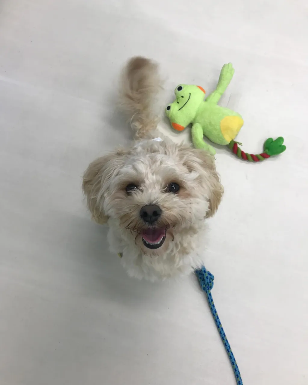 【ペットホテル　犬ちゃん】