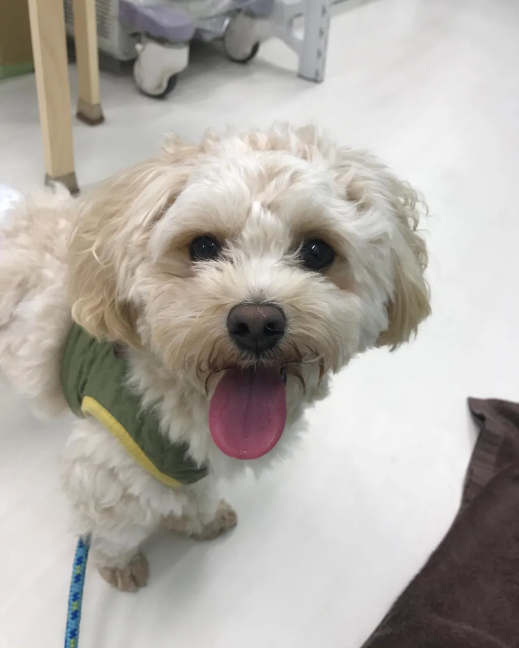 【ペットホテル　犬ちゃん】